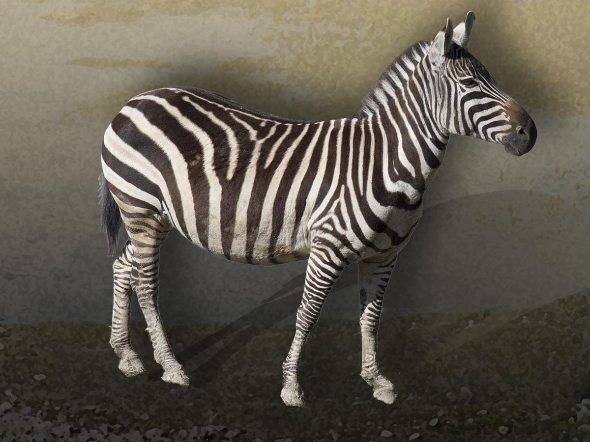 Equus quagga